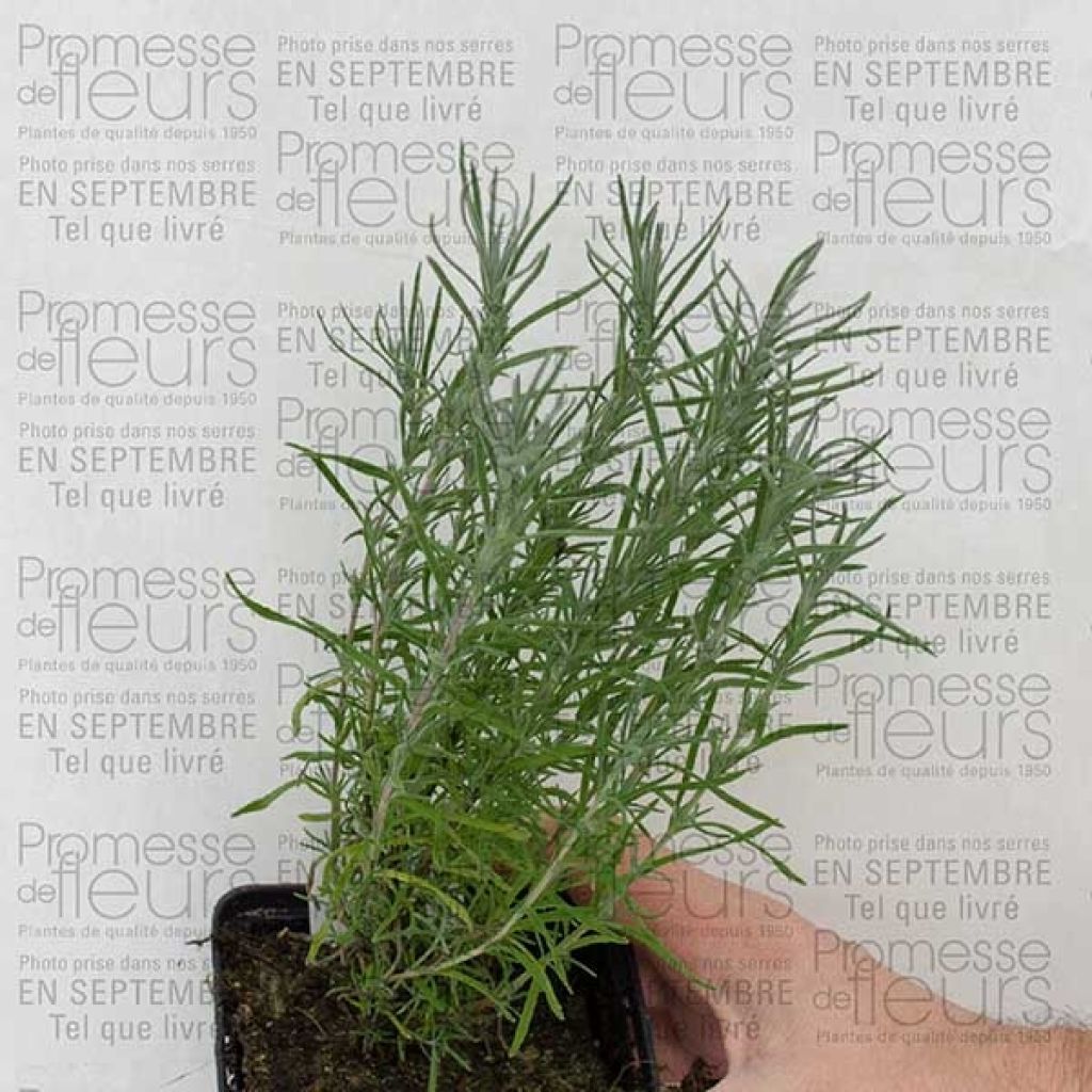 Lavande papillon - Lavandula stoechas