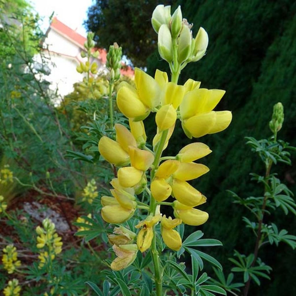 Lupin arboreus