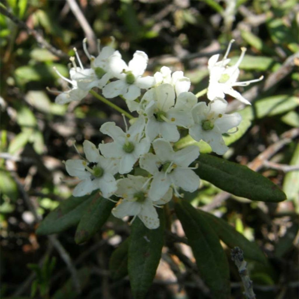 Ledum groendlandicum Helma - Thé du Labrador