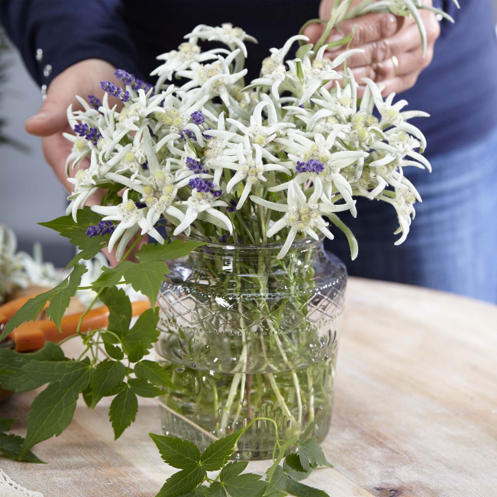 Leontopodium alpinum Blossom of Snow - Edelweiss des Alpes