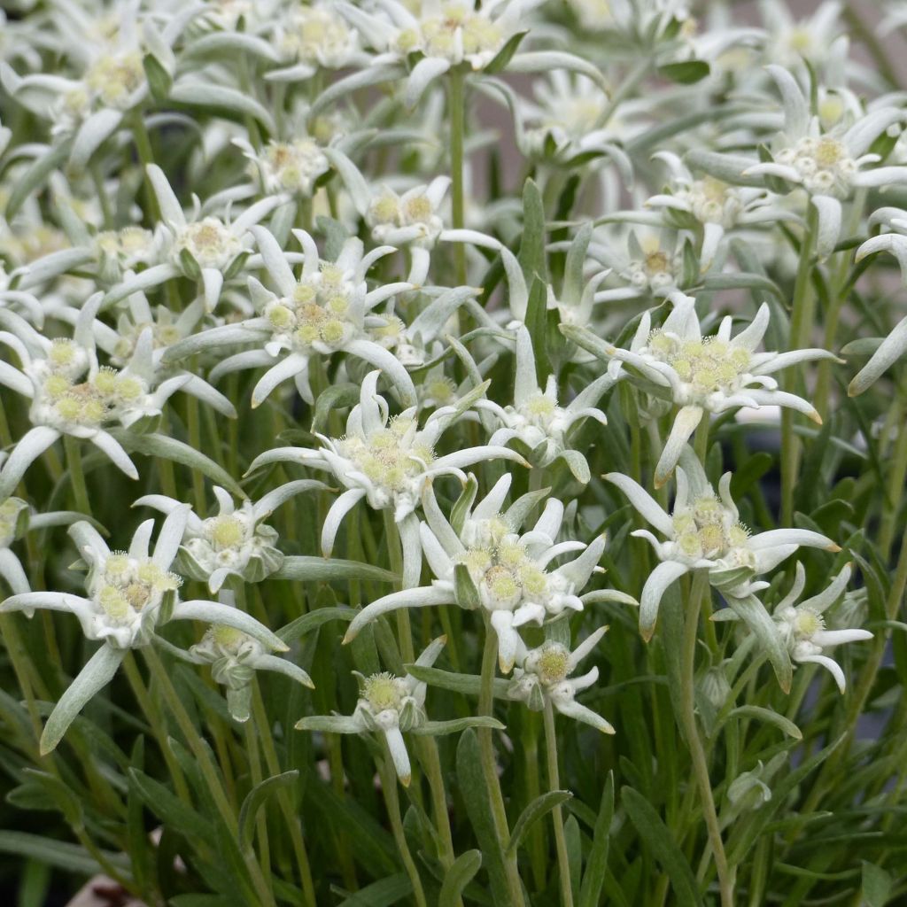 Leontopodium alpinum Blossom of Snow - Edelweiss des Alpes