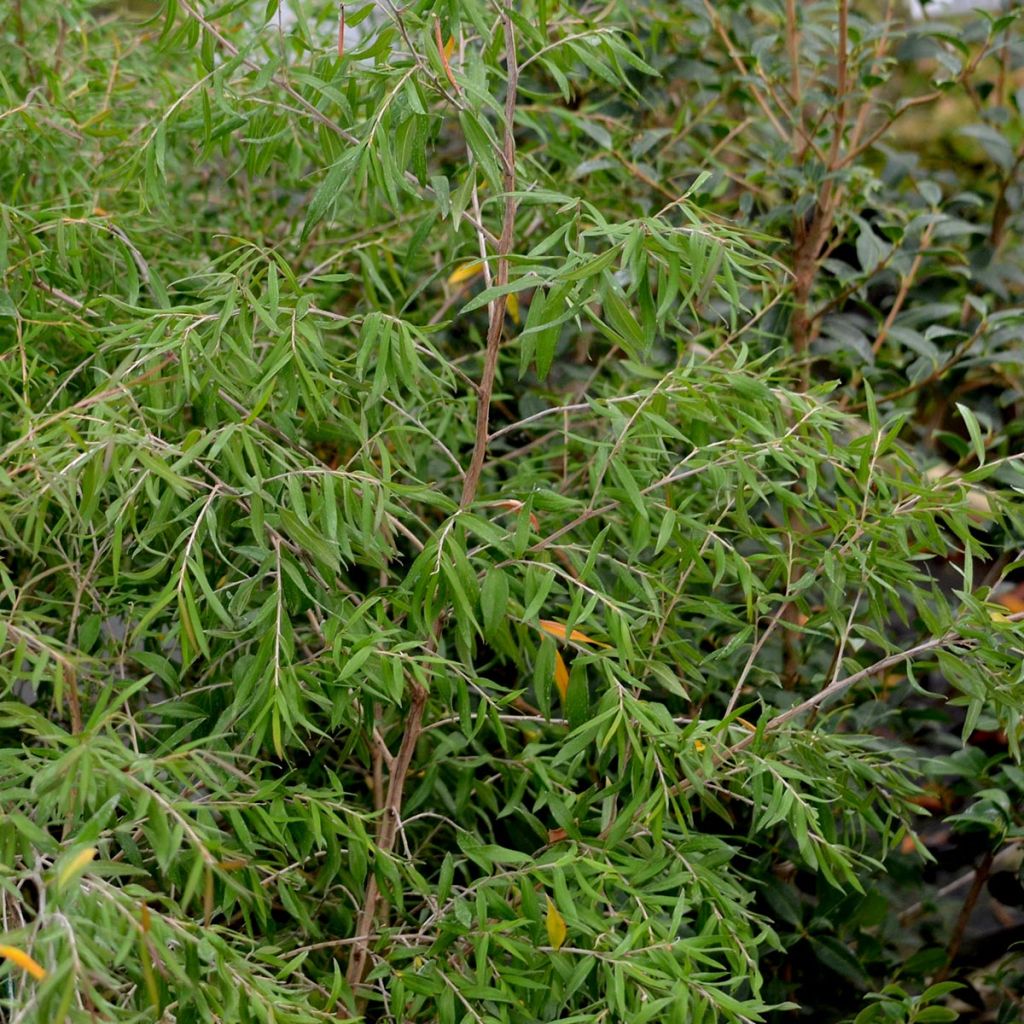 Leptospermum Copper Sheen - Arbre à thé