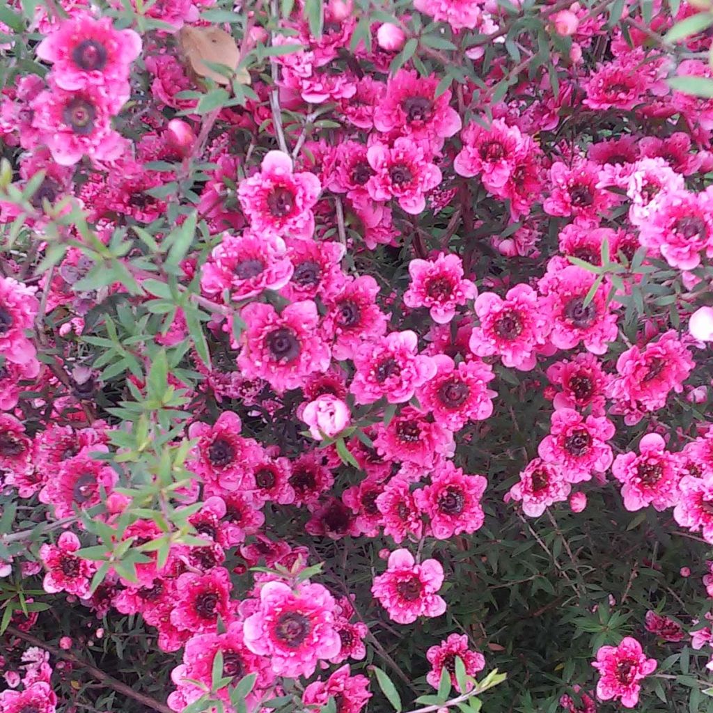 Leptospermum  Wiri Kerry - Arbre à thé