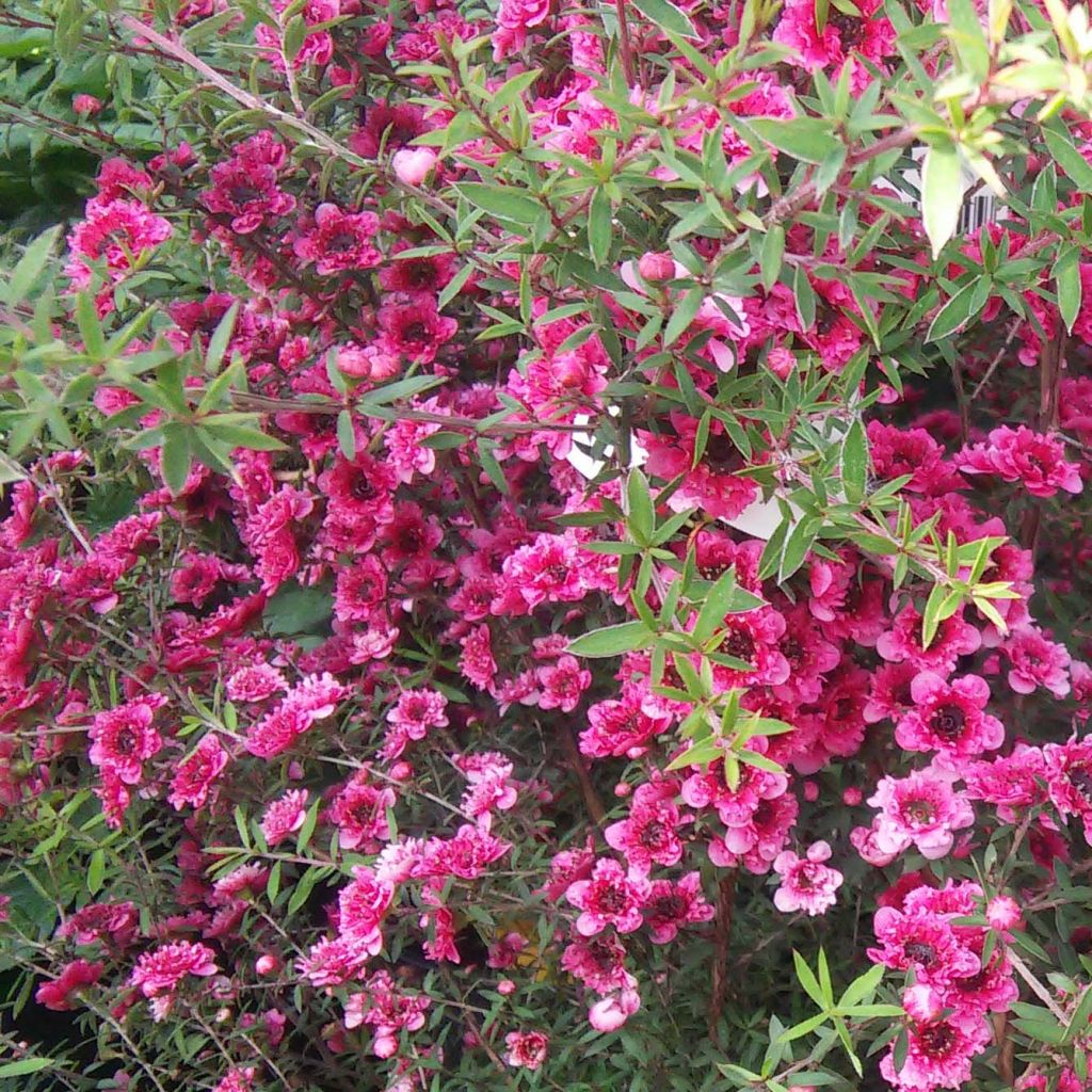 Leptospermum  Wiri Kerry - Arbre à thé