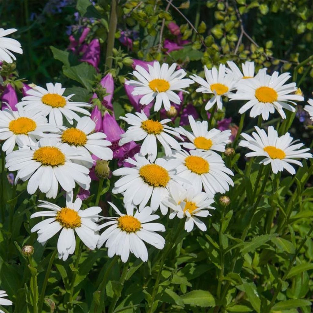 Leucanthemum Princesse d'Argent - Grande marguerite