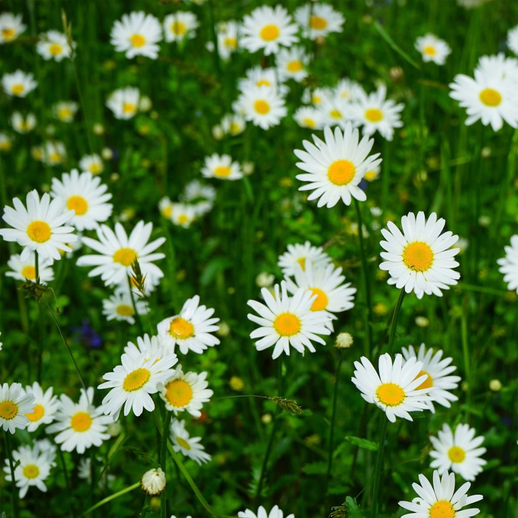 Leucanthemum Princesse d'Argent - Grande marguerite