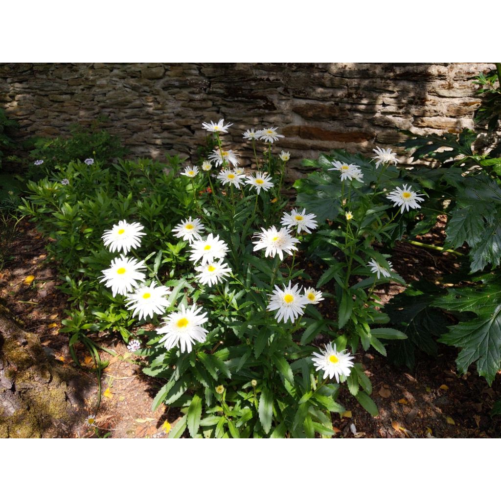 Leucanthemum superbum Christine Hagemann - Grande marguerite