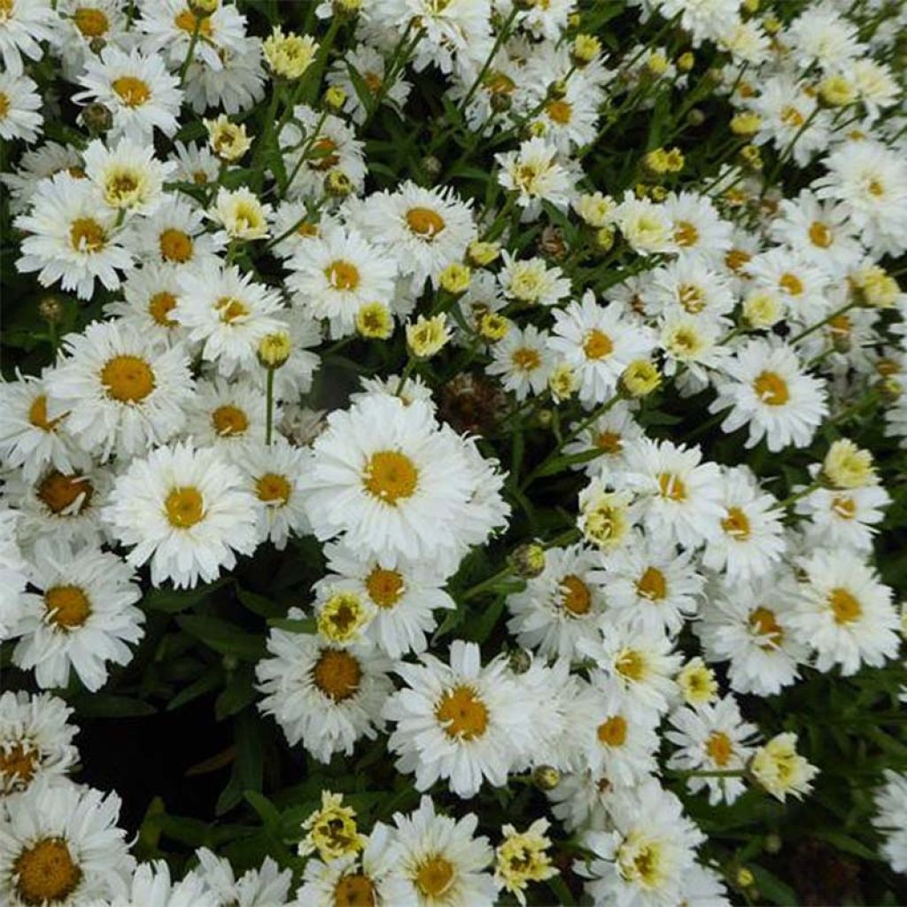 Leucanthemum superbum Freak - Grande marguerite