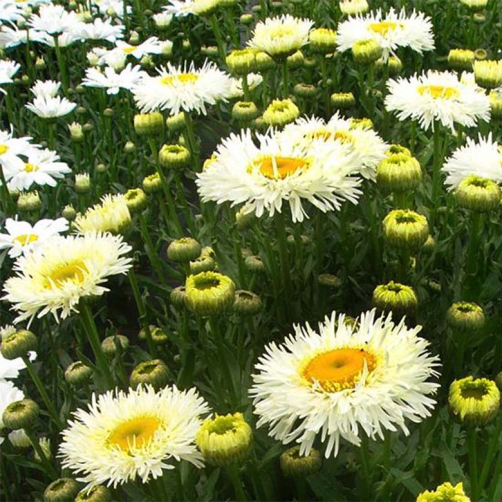 Leucanthemum superbum Real Galaxy - Grande marguerite