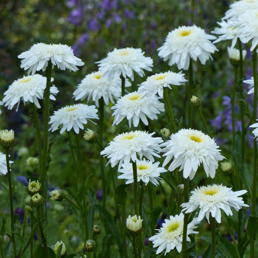 Leucanthemum superbum Wirral Supreme - Grande Marguerite