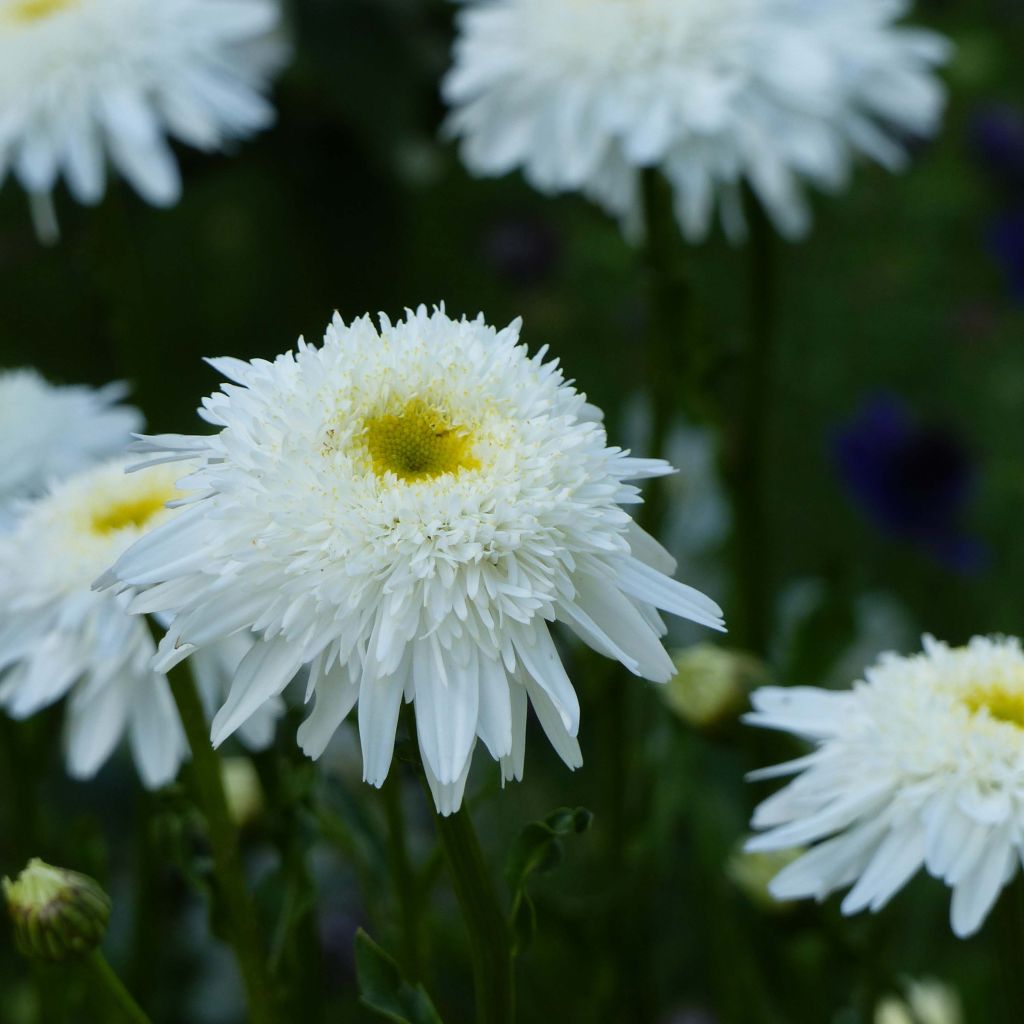 Leucanthemum superbum Wirral Supreme - Grande Marguerite