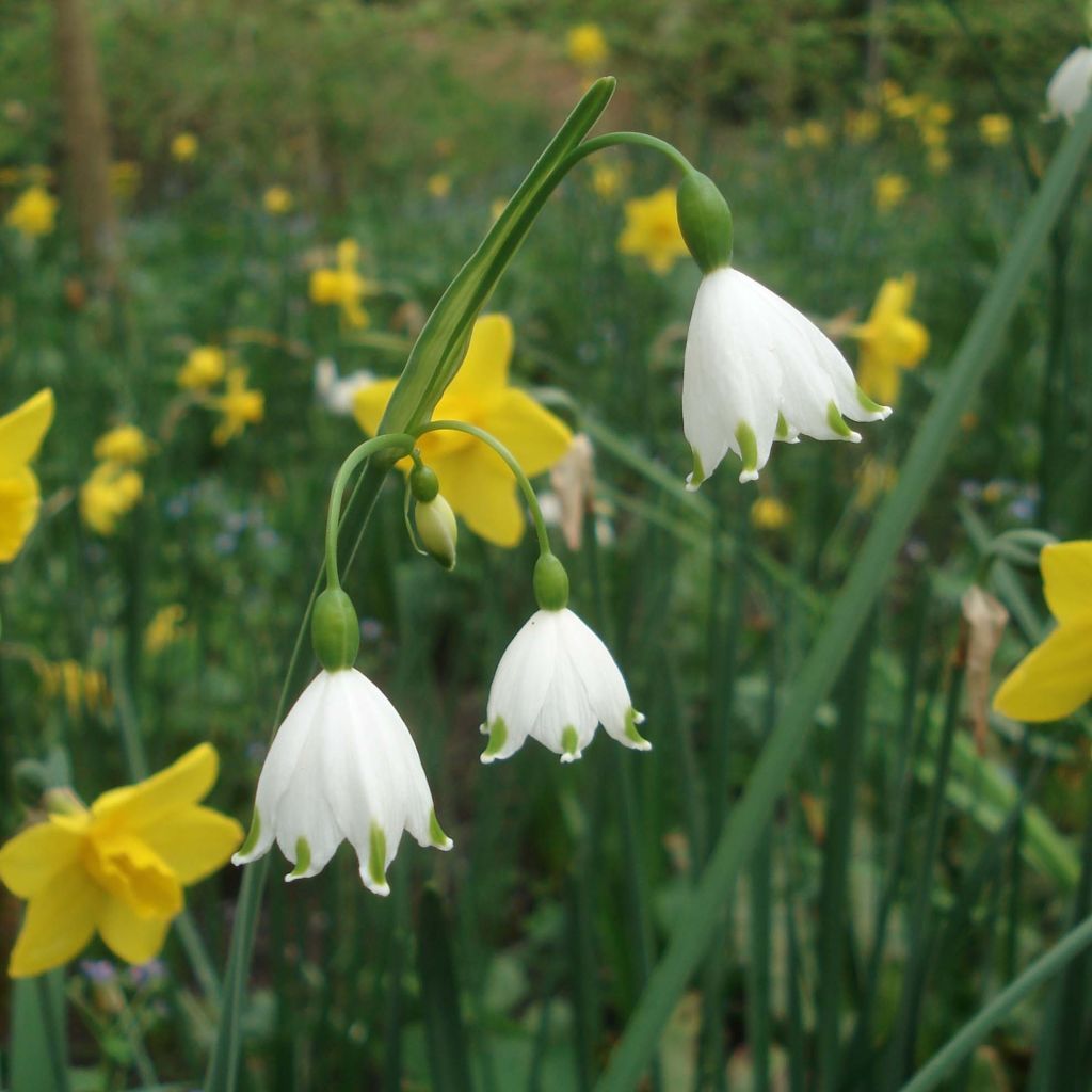 Nivéole d'éte - Leucojum aestivum Gravetye Giant