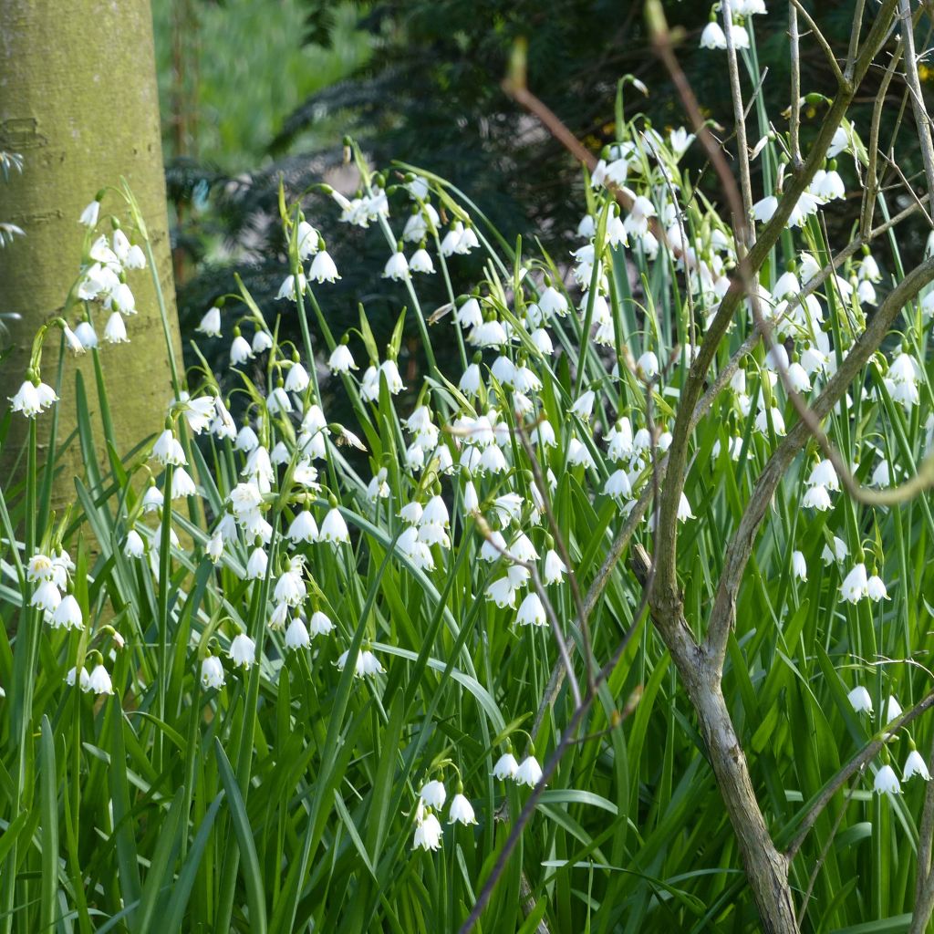 Nivéole d'éte - Leucojum aestivum Gravetye Giant