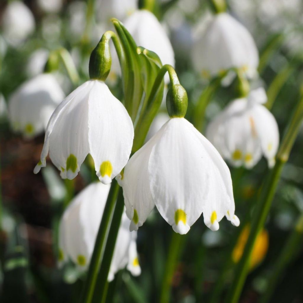 Nivéole de printemps - Leucojum vernum