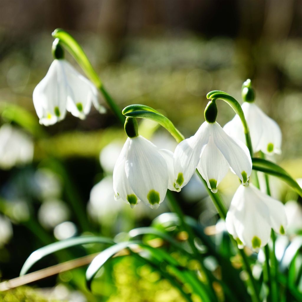 Nivéole de printemps - Leucojum vernum