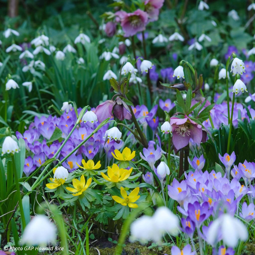 Nivéole de printemps - Leucojum vernum