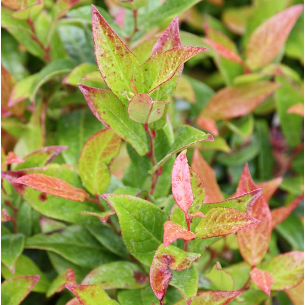 Leucothoe fontanesiana Scarletta