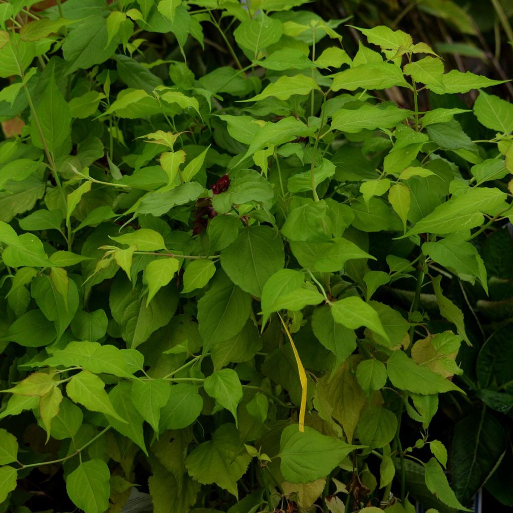 Leycesteria formosa Golden Lanterns, Arbre aux faisans