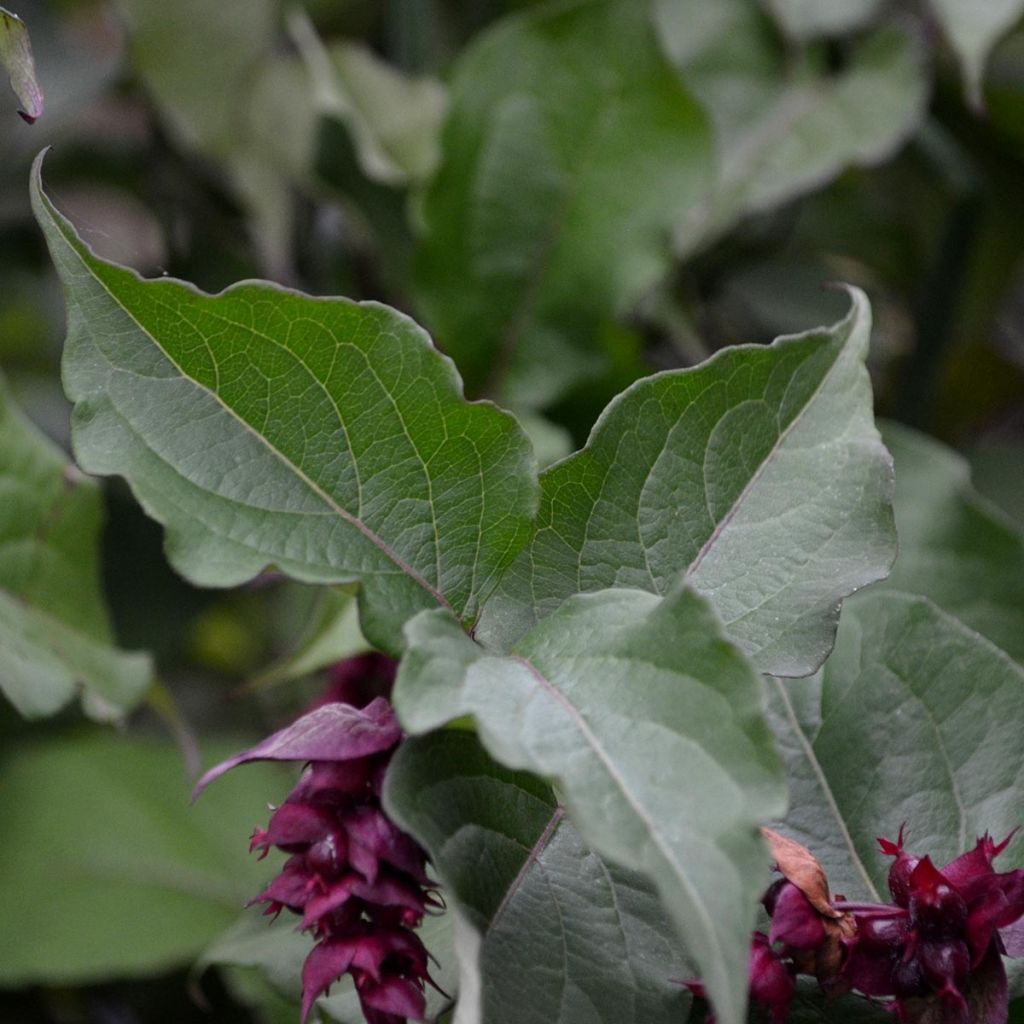 Arbre aux faisans Purple Rain