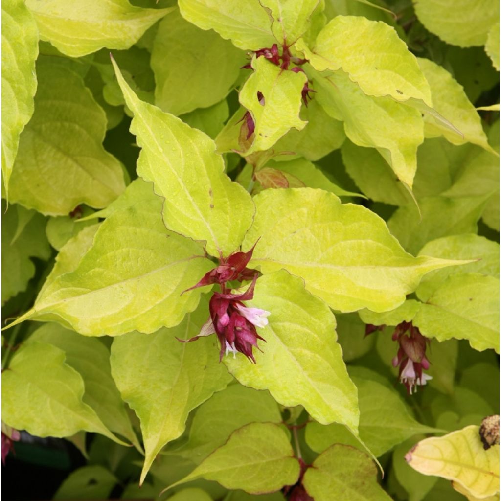 Leycesteria formosa Golden Lanterns - Arbre aux faisans