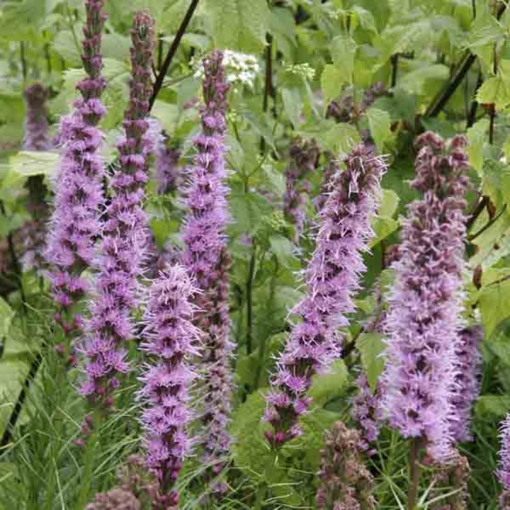 Liatris spicata, Liatride à épis, Plume du Kansas