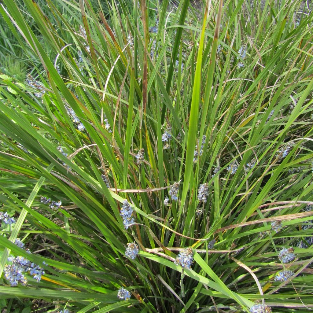 Libertia Caerulescens