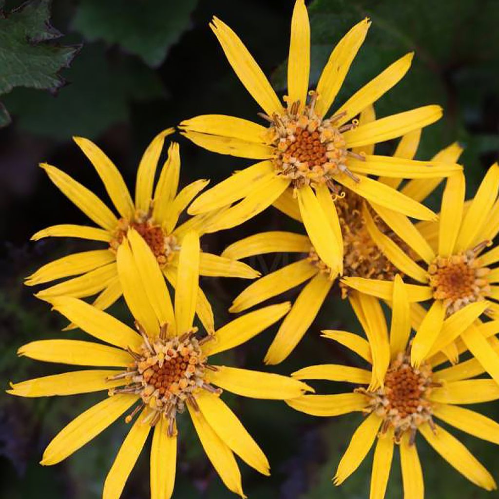 Ligularia Little Golden Ray - Ligulaire