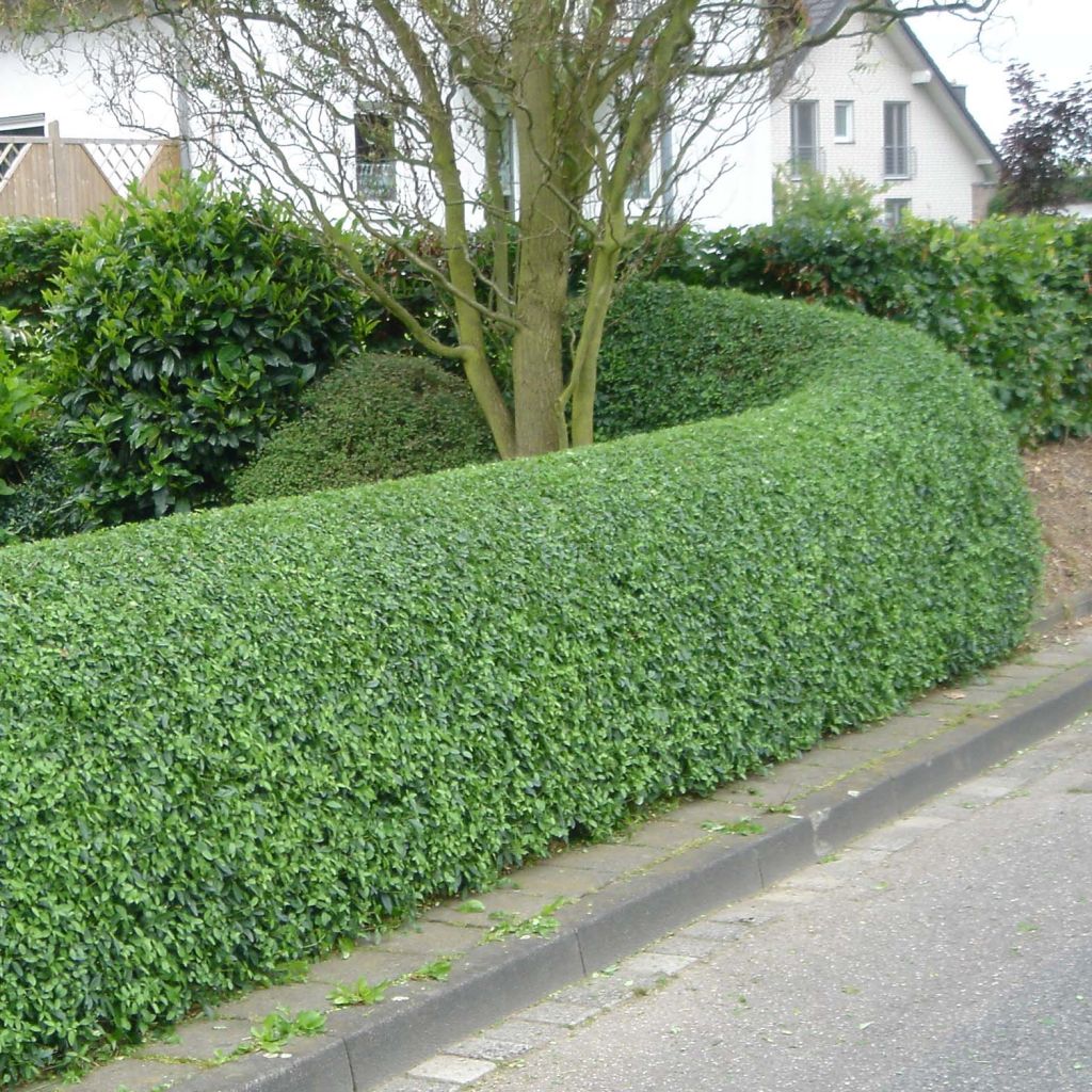 Troène - Ligustrum ovalifolium