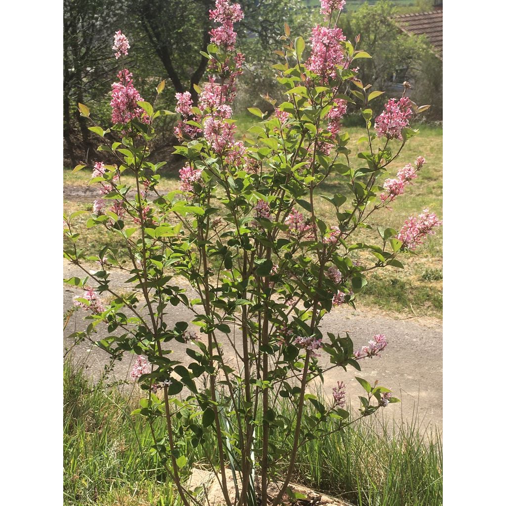 Lilas de Chine - Syringa microphylla Superba