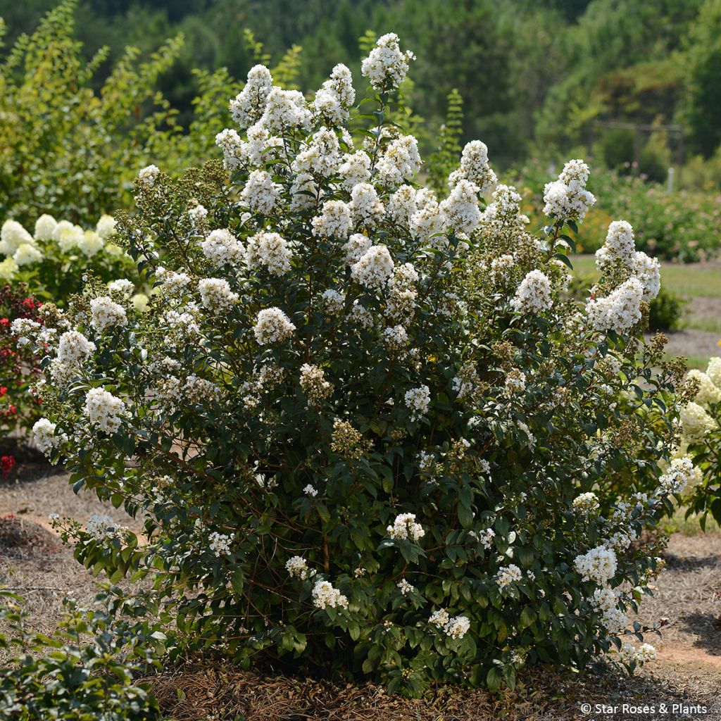 Lagerstroemia Enduring White - Lilas des Indes