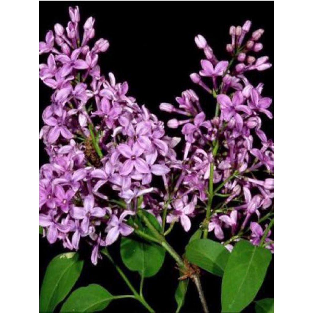 Lilas - Syringa chinensis Saugeana