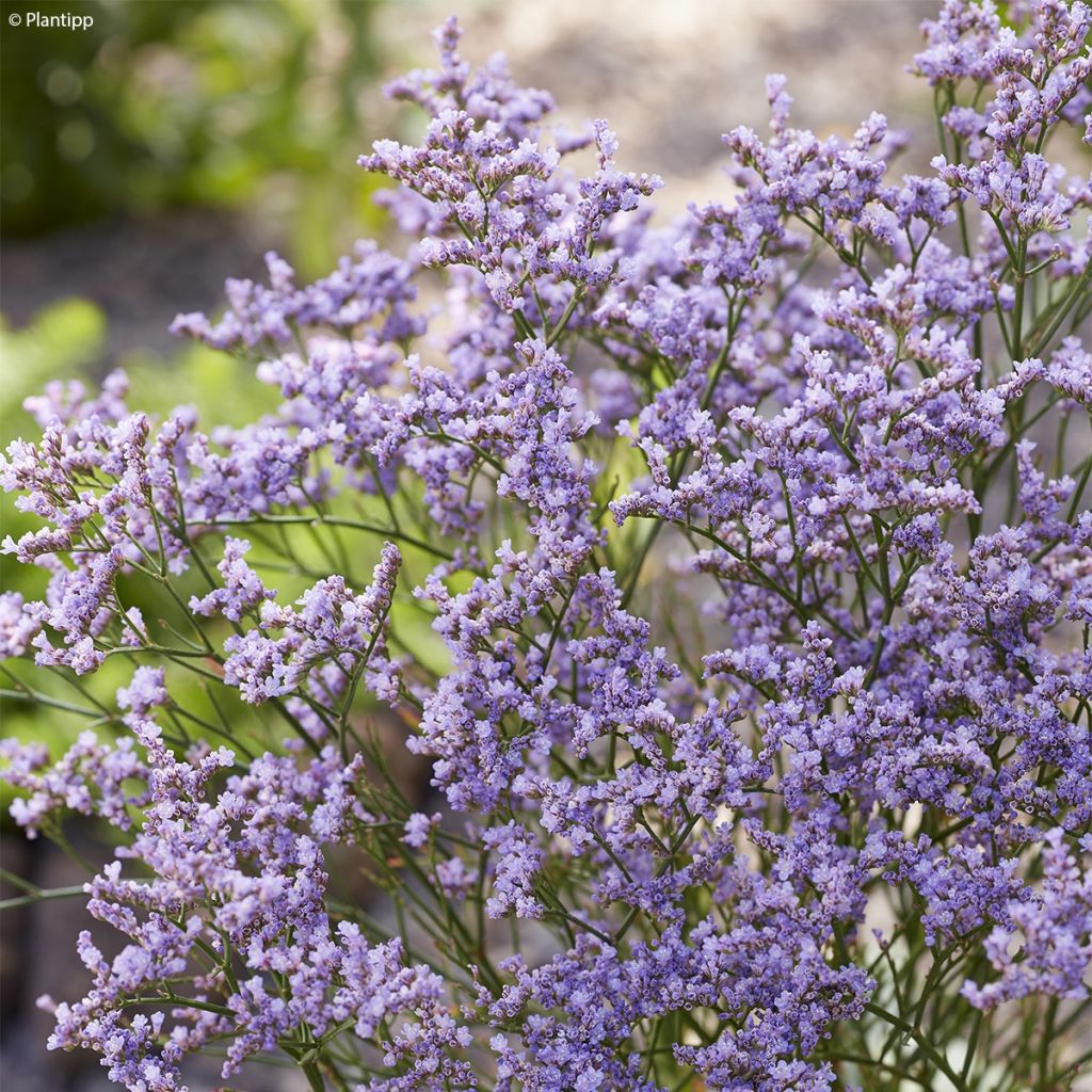 limonium Dazzle Rocks - Statice vivace