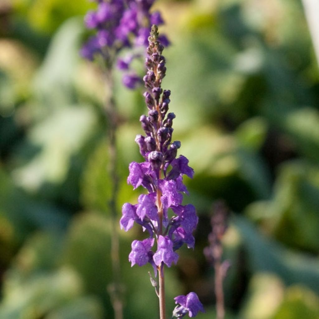 Linaria purpurea, linaire pourpre