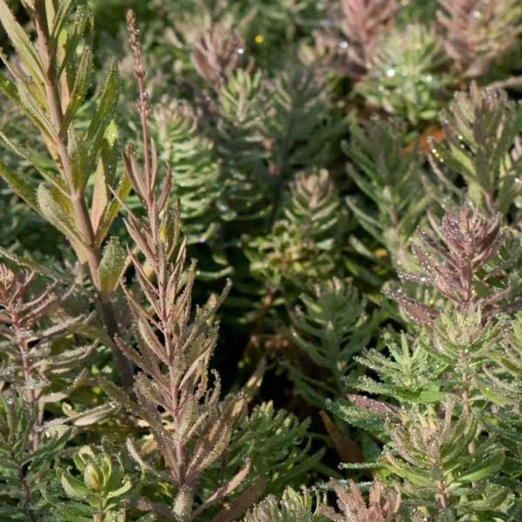 Linaria purpurea, linaire pourpre