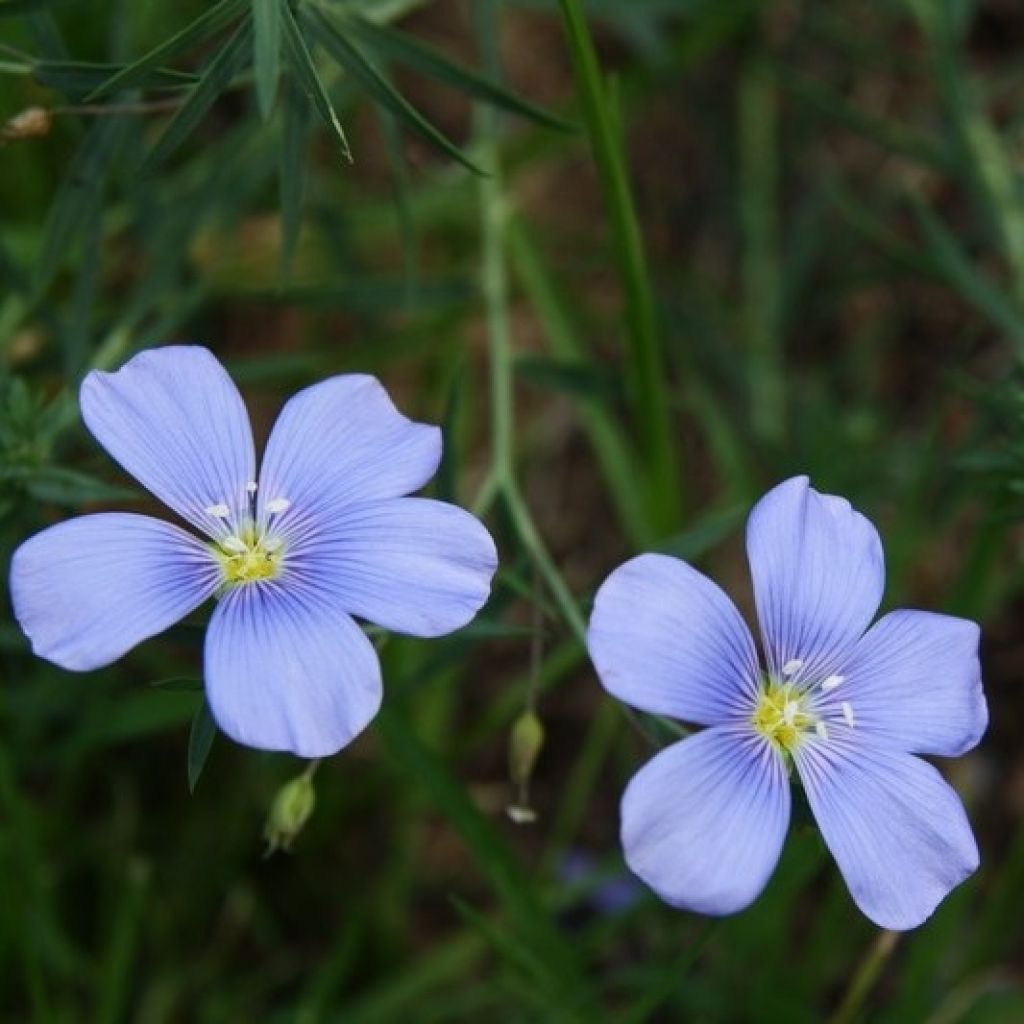 Linum perenne - Lin vivace