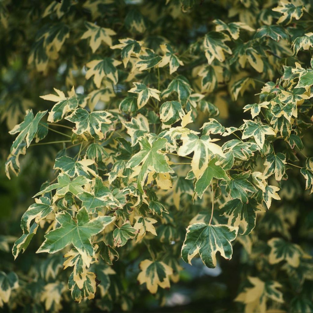 Liquidambar styraciflua Albomarginata Manon - Copalme d'Amérique