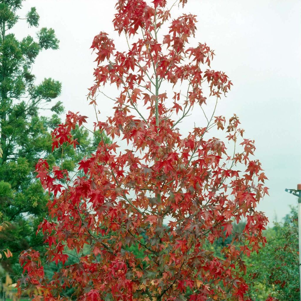 Liquidambar styraciflua Albomarginata Manon - Copalme d'Amérique