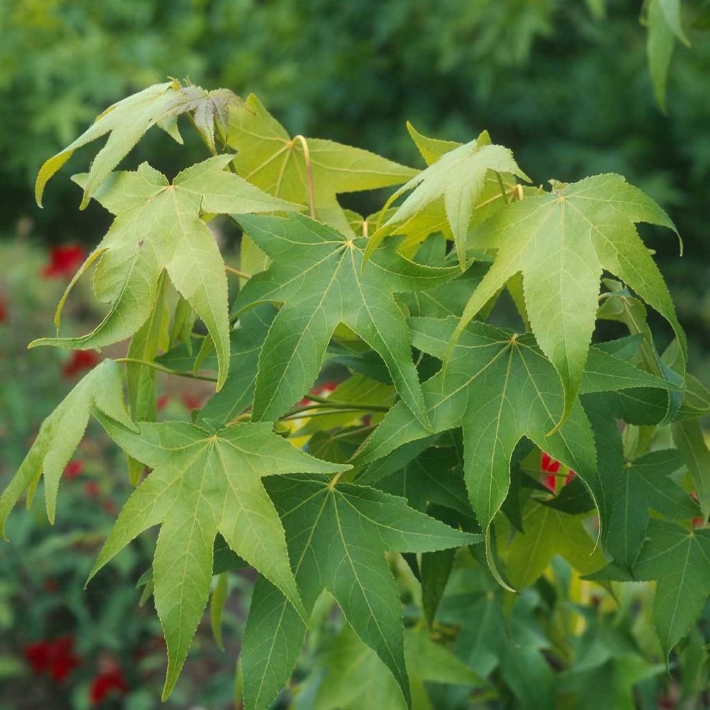 Liquidambar styraciflua Thea - Copalme d'Amérique