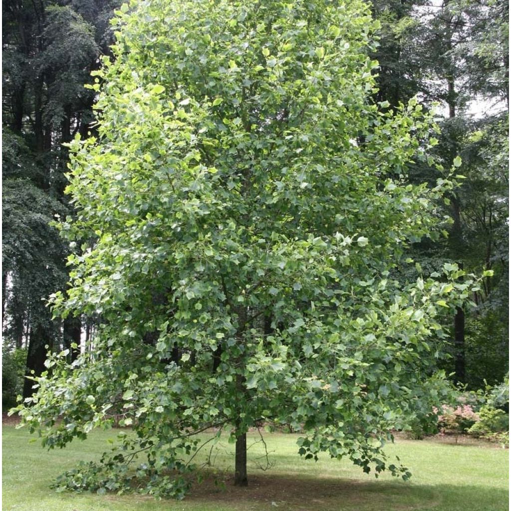 Liriodendron tulipifera Aureomarginatum - Tulipier de Virginie 