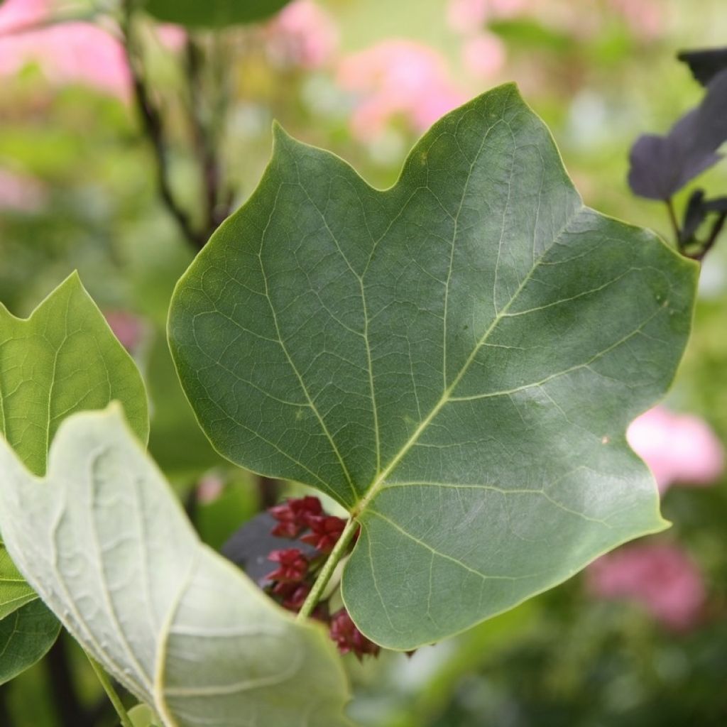 Liriodendron tulipifera Fastigiata - Tulipier de Virginie