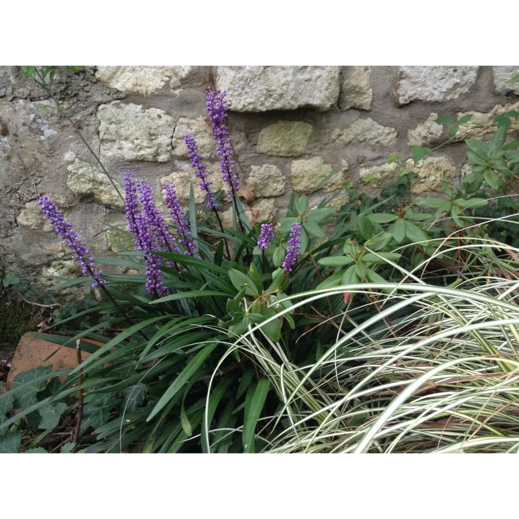 Liriope muscari