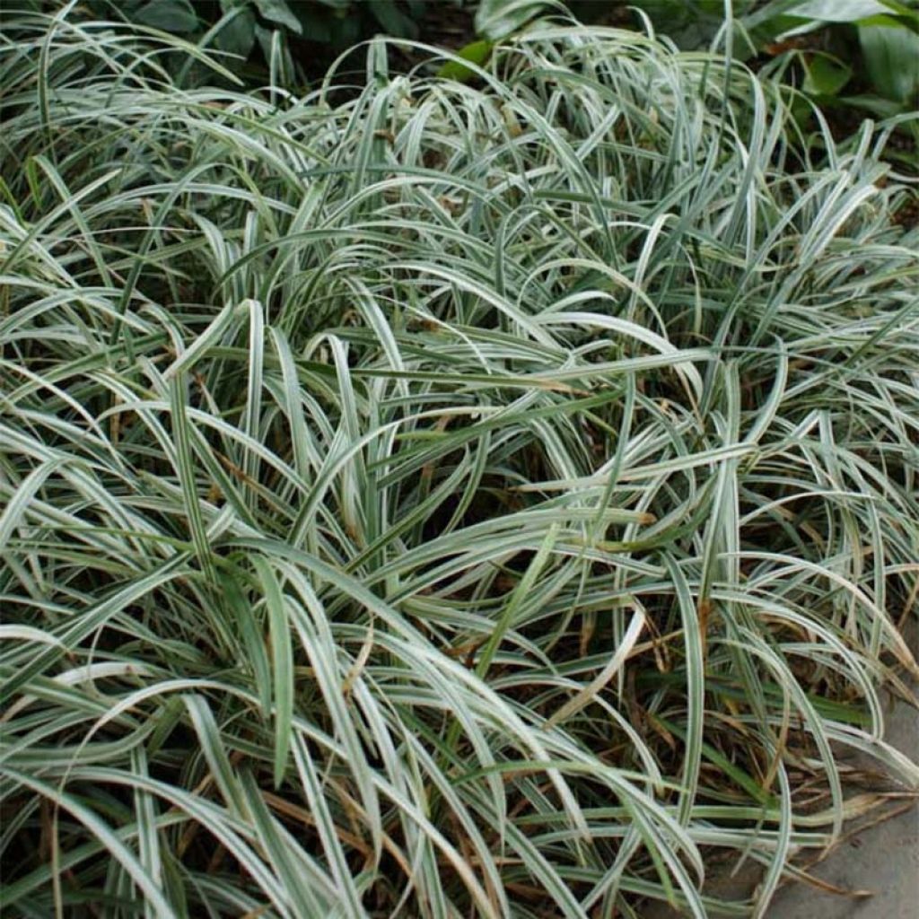 Liriope spicata Silver Dragon