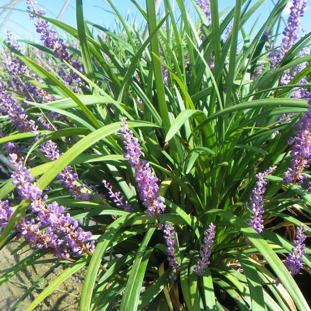 Liriope Super Blue