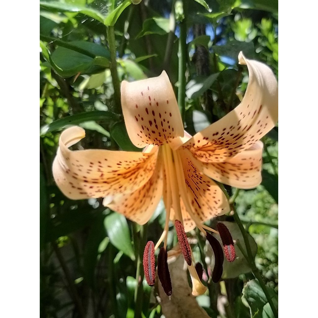 Lis asiatique hybride - Lilium Salmon Tiger