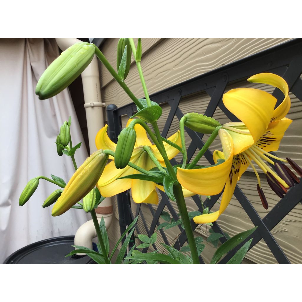 Lis botanique - Lilium leichtlinii