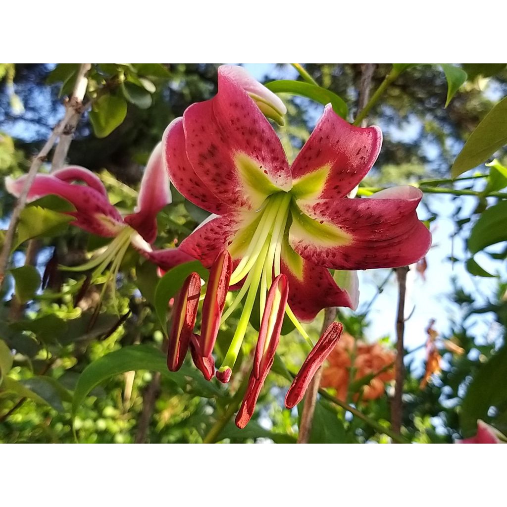 Lis botanique - Lilium speciosum Uchida