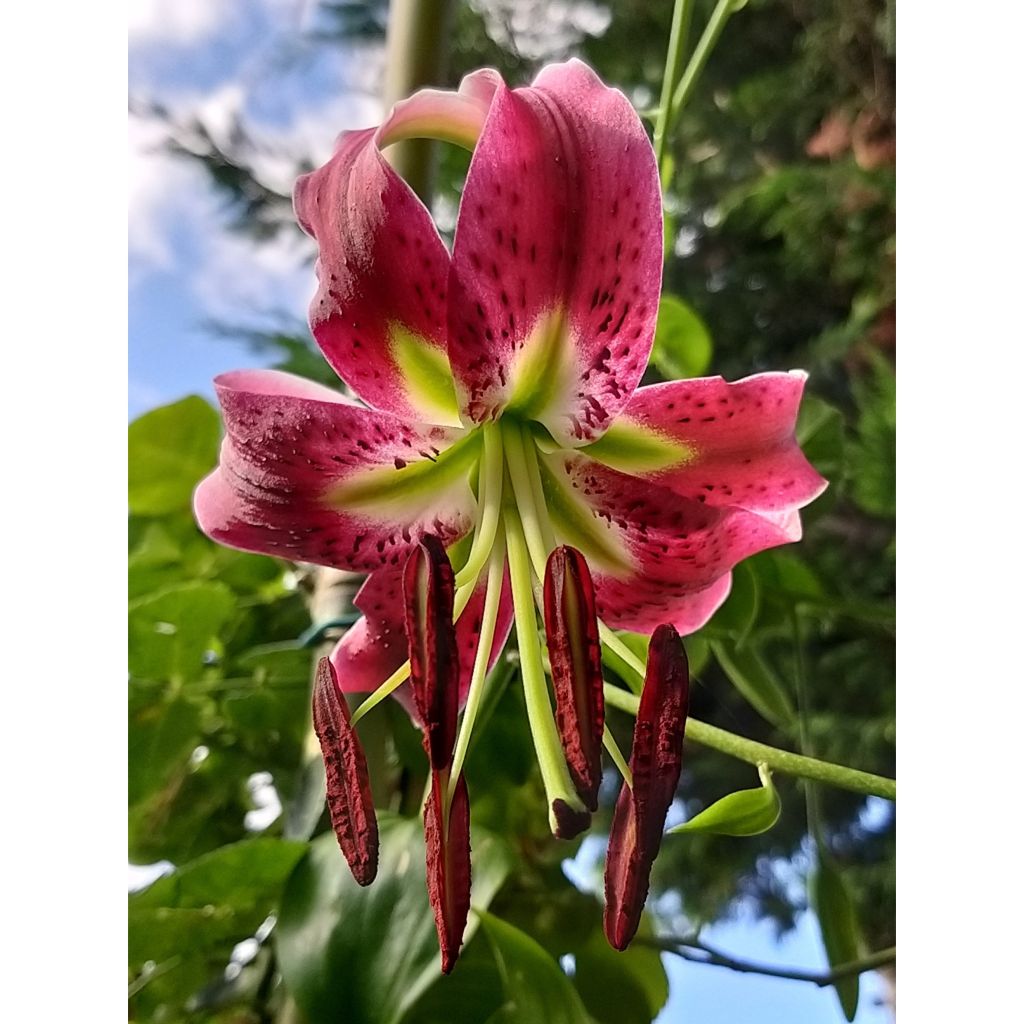 Lis botanique - Lilium speciosum Uchida