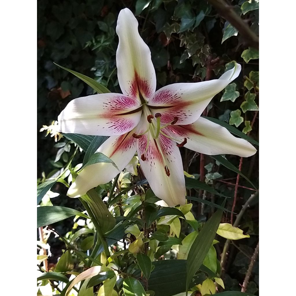 Lis botanique - Lillium nepalense