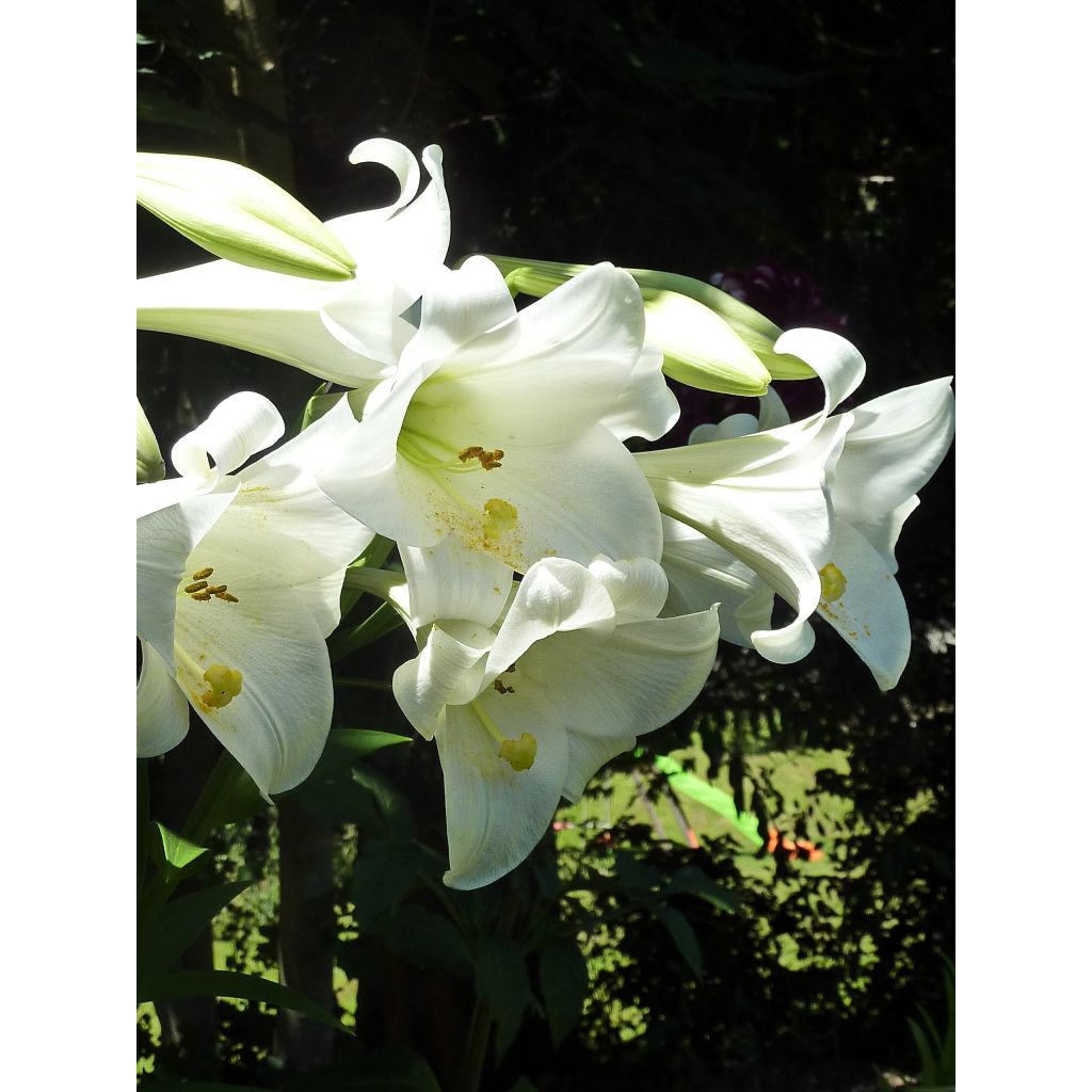 Lis de Pâques - Lilium longiflorum Snow Queen