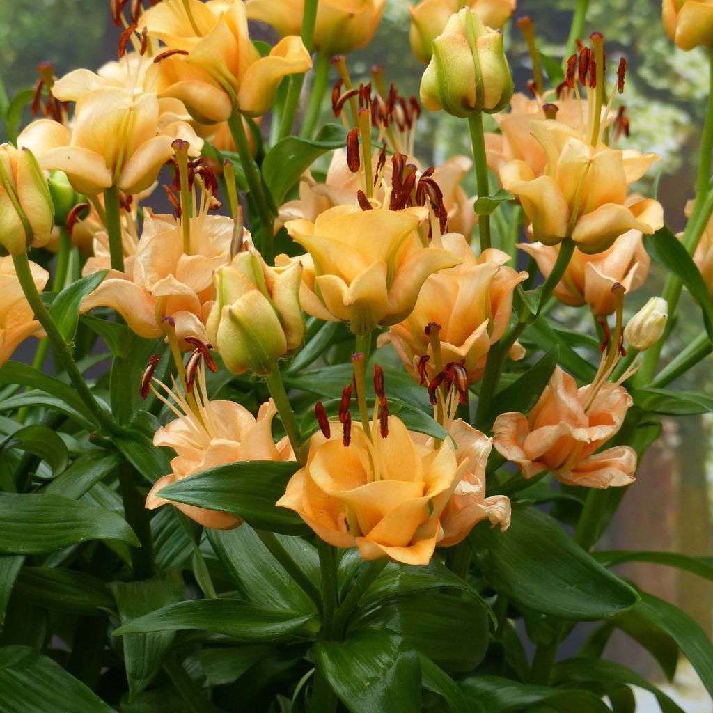 Lis double Apricot Fudge - Lilium asiaticum